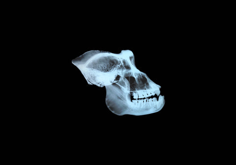 Gorilla skull: Heads-Up