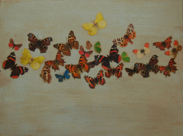 Irish Butterflies
