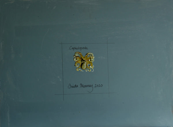 Cephalopoda etc