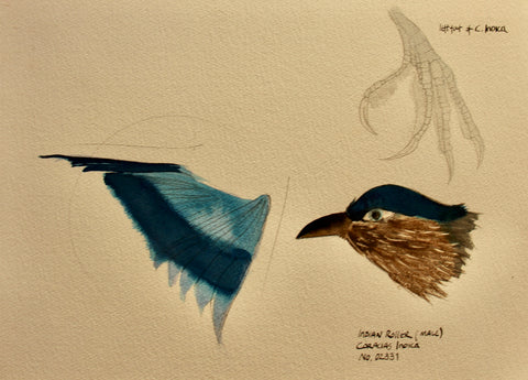 Indian Roller