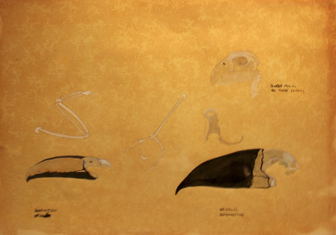 Ramphastidae & Scarlet Macau