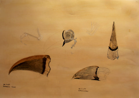 Ramphastos (toucans)