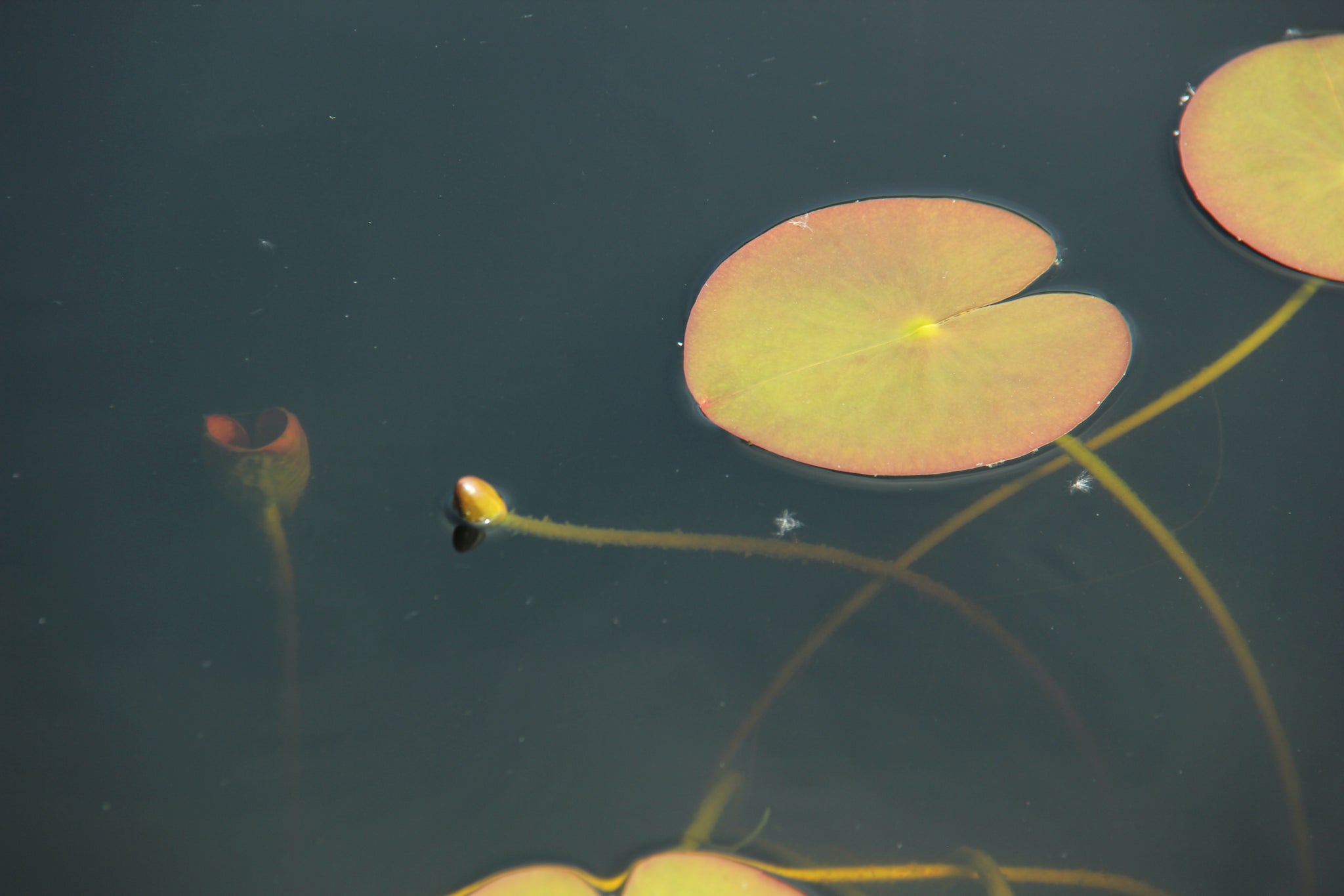Study of Waterlily 11